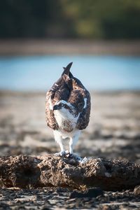 Osprey     