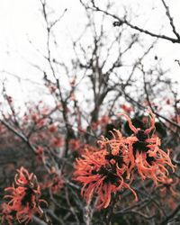 Low angle view of flower tree against sky