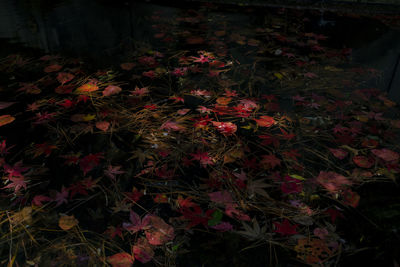 High angle view of red flowering plants