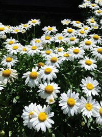 Close-up of yellow flowers blooming outdoors