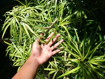 Close-up of hand touching plant