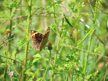 Close-up of butterfly pollinating flower