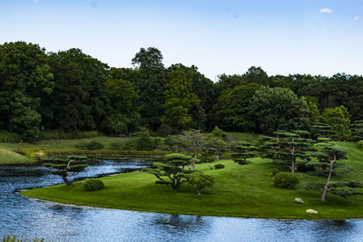 Scenic view of trees against clear sky