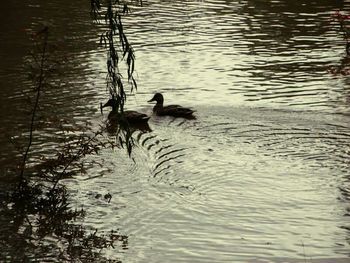 Birds swimming in lake