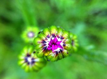 Close-up of purple flower