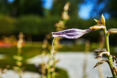 Close-up of wilted flower against blurred background