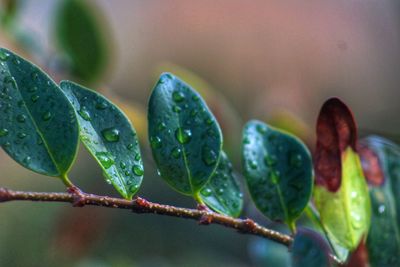 Close-up of raindrops on plant