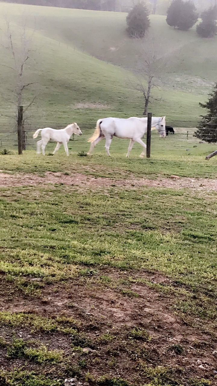 domestic animals, animal themes, mammal, pets, field, grass, dog, nature, no people, day, outdoors, togetherness, beauty in nature