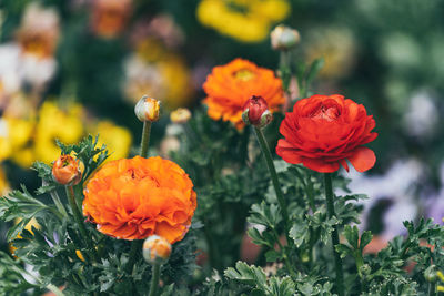 Close-up of orange flowering plants