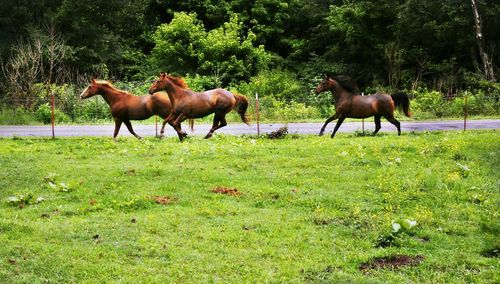 Horses on field