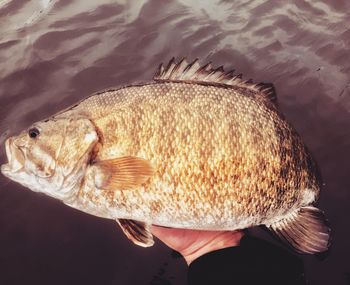 Close-up of fish jumping into lake