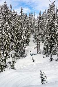 Pine trees on snow covered land against sky