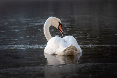 Swan swimming in lake