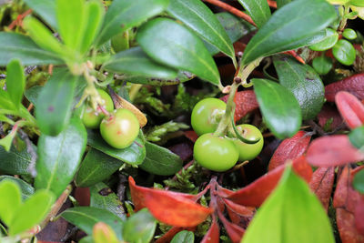 Close-up of fruits growing on plant