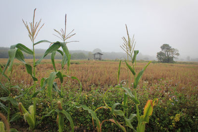 Plants growing on field against sky