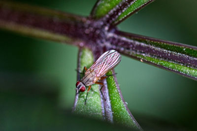 Close-up of insect