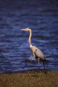 Large wading great blue heron ardea herodias wading bird at myakka state park in sarasota, florida