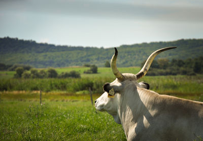 Close-up of cow on field against sky