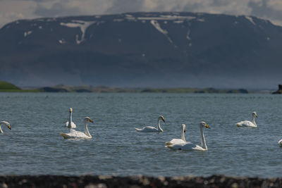 Seagulls perching on lake