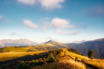 Autumn landscape with mountains and moon at sunset. pine trees on golden, illuminated with sunshine