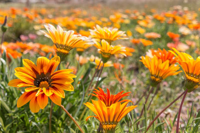 Close-up of yellow flowers on field