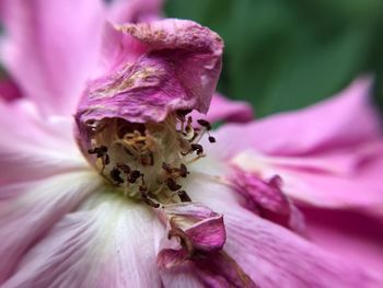 Close-up of bee on pink flower blooming outdoors