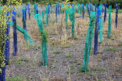 Panoramic view of trees growing on field