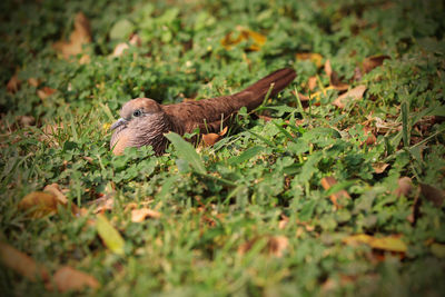 Close-up of a bird