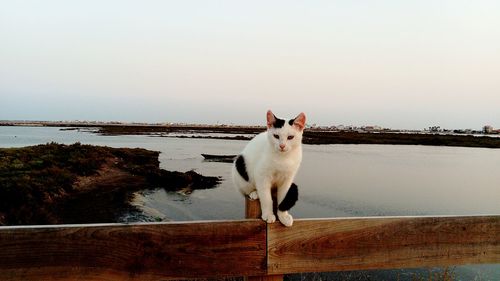 Portrait of cat on beach against clear sky