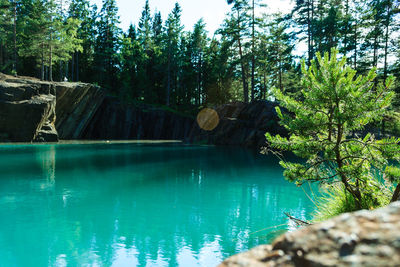 Scenic view of trees against sky