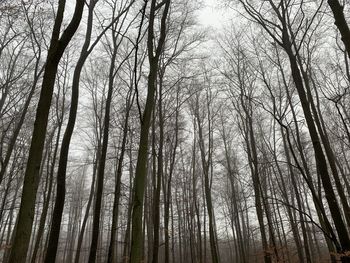 Low angle view of trees in forest against sky