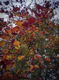 Low angle view of maple tree during autumn