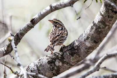 Low angle view of bird perching on branch