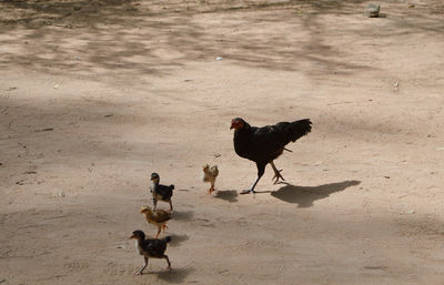 Black chicken mom with her kids running on sandy ground. 