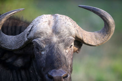 Close-up of a buffalo