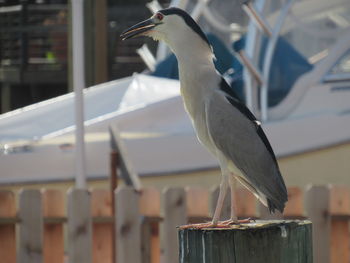 Close-up of bird perching outdoors