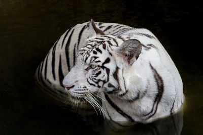 Close-up of tiger