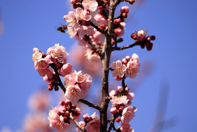 Close-up of cherry blossom against sky