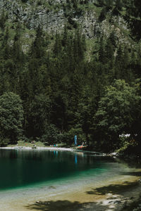 Scenic view of lake in forest