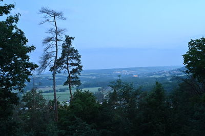 tree