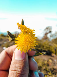 Close-up of hand holding yellow flower