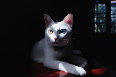 Close-up portrait of white cat