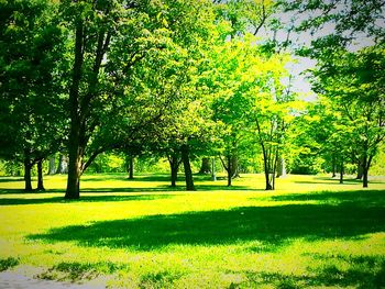 Trees in park