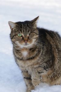 Close-up portrait of cat against sky during winter