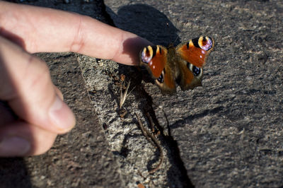 Close-up of hand holding squirrel