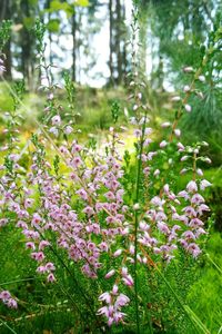 Close-up of flowers blooming on tree