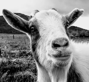 Portrait of cow on field