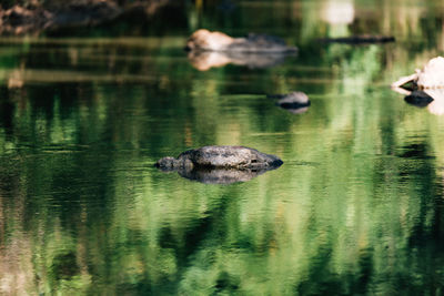 Ducks swimming in lake