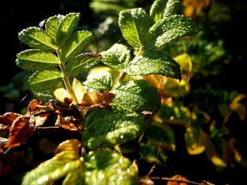 Close-up of fresh green plant