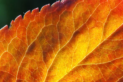 leaf